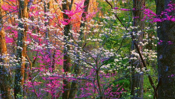 Spring Forest Trees Wallpaper