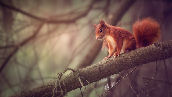Squirrel Sitting On Branch Wallpaper