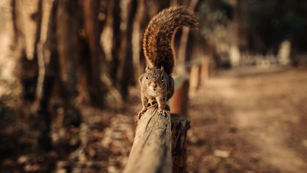 Squirrel Walking On Fence 5k Wallpaper