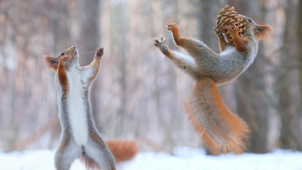 Squirrels Having Fun In Snow Wallpaper