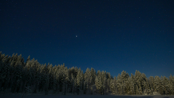 Stars Shining Brightly Over Snowy Trees Wallpaper