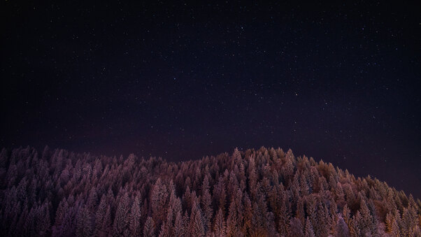 Stars Trees Night Dark Sky 5k Wallpaper