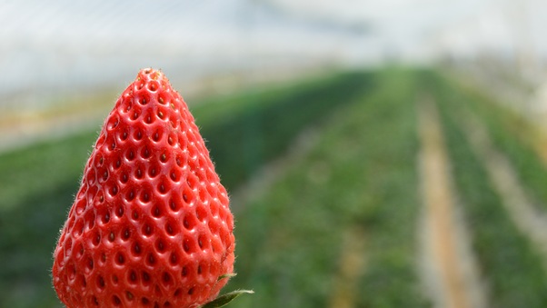strawberry-5k-4f.jpg
