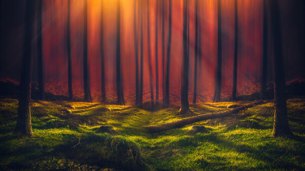 Sunbeam Forest 5k Wallpaper