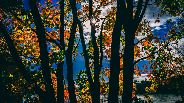 Sunbeams Between Trees In Autumn Season Daylight 5k Wallpaper