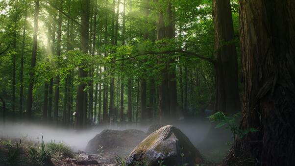 Sunbeams Forest Daylight Covered By Trees Wallpaper