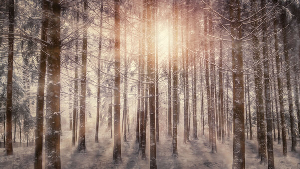 Sunbeams Snowy Trees Wallpaper