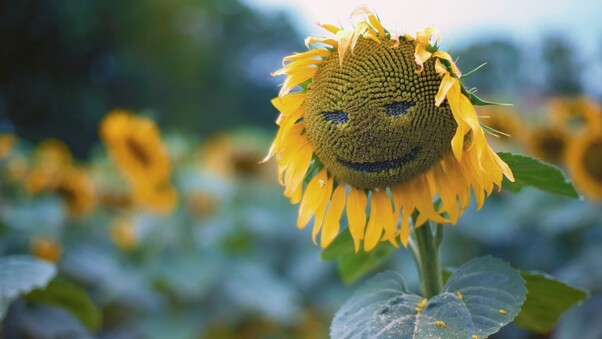 Sunflower Smiley Wallpaper