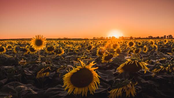 sunflowers-farm-golden-hour-5k-78.jpg