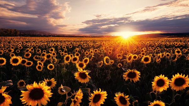 Sunflowers Field Sunrise 5k Wallpaper