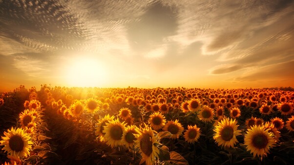Sunflowers Sunset Wallpaper