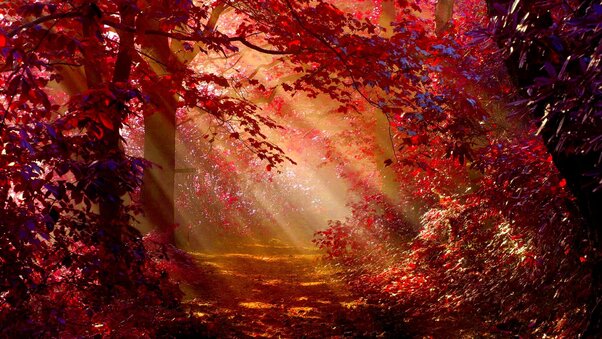 Sunlight In Autumn Forest Wallpaper