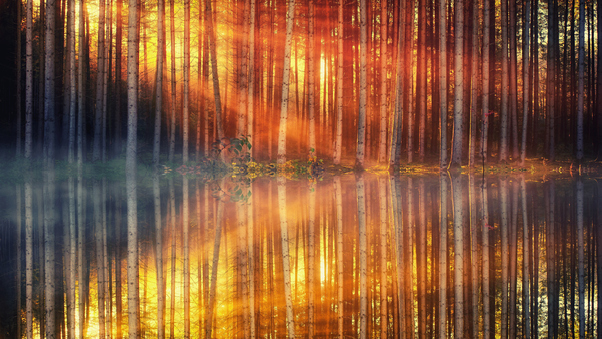 Sunset Day Light Lake Forest 4k Wallpaper