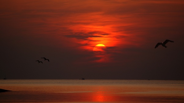 Sunset Dusk Dawn Evening Sun Birds Flying Wallpaper