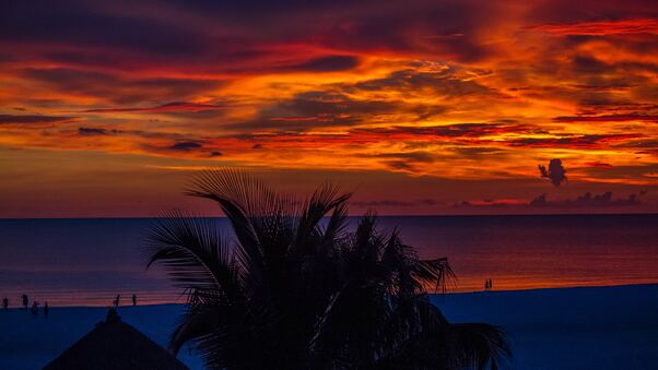 Sunset Palm Trees Ocean Beautiful View 4k Wallpaper