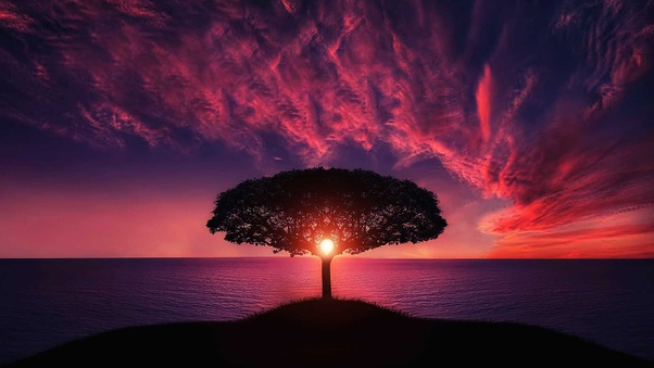 Sunset Tree Red Ocean Sky Wallpaper