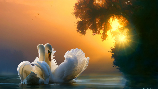 Swan Couple Wallpaper