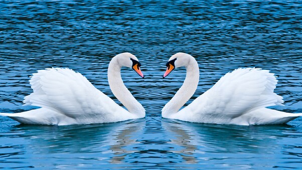 Swan Love Birds Wallpaper