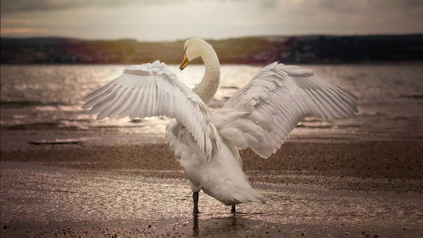 Swan Opening Wings 4k Wallpaper