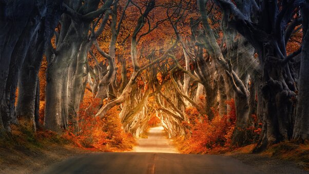 The Dark Hedges Armoy Ireland Road Avenue Forest 5k Wallpaper