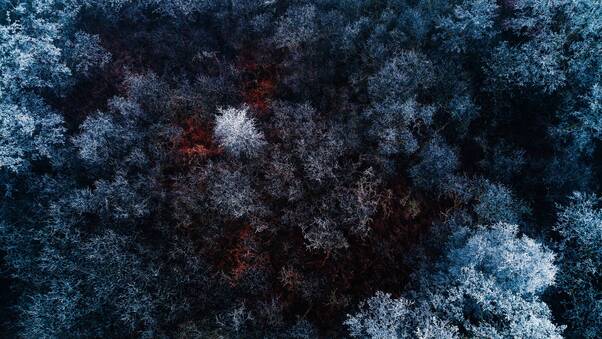 The Red Ice Forest Wallpaper