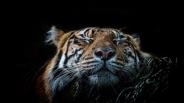Tiger 5k Wallpaper