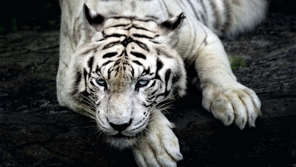 Tiger Albino Wallpaper