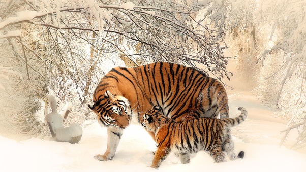 Tiger Baby Felidaee Wallpaper