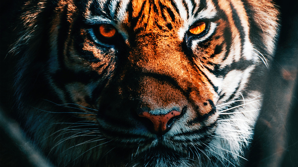 Tiger Close Up Wallpaper