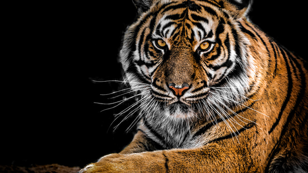 Tiger Closeup Wallpaper