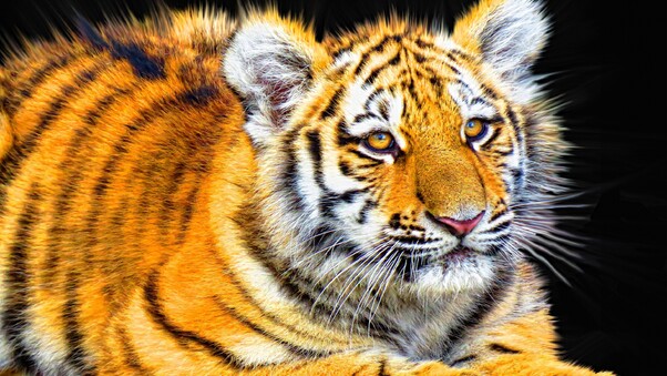 Tiger Cub Wallpaper
