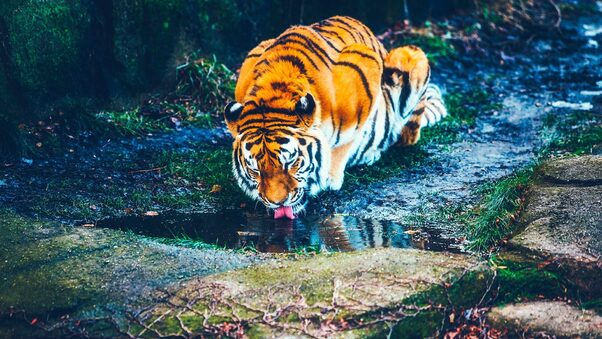 Tiger Drinking Water HD Wallpaper