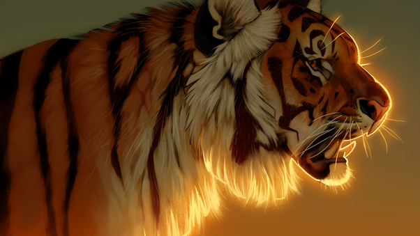 Tiger Evening Glow 5k Wallpaper
