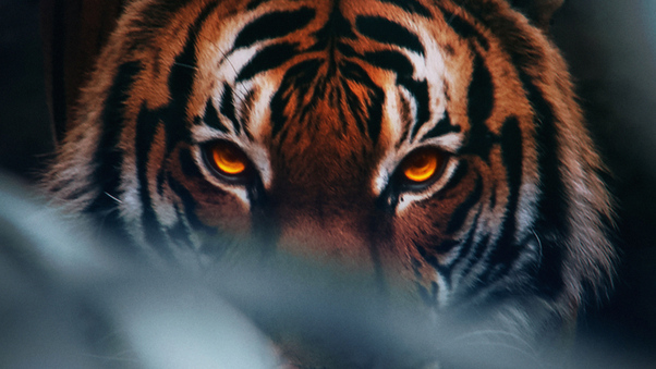 Tiger Face 4k Wallpaper