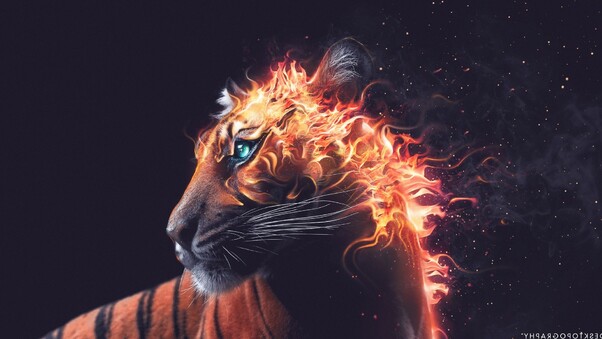 Tiger Fire Graphics Wallpaper