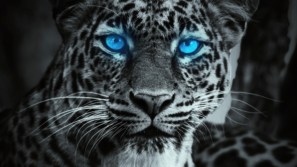 Tiger Glowing Blue Eyes Wallpaper