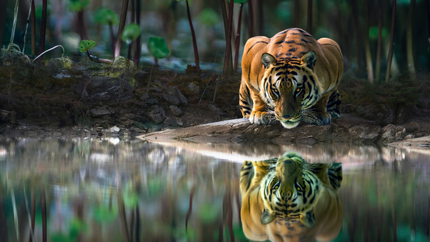 Tiger Glowing Eyes Drinking Water 4k Wallpaper