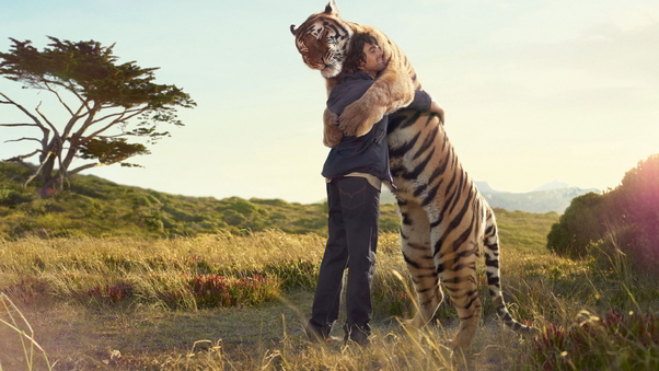 Tiger hug Wallpaper
