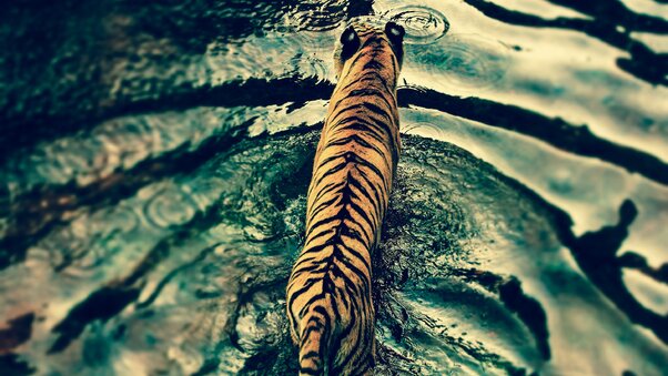 tiger-in-disneys-animal-kingdom.jpg