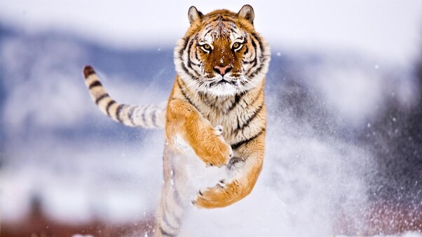 Tiger In Snow Wallpaper