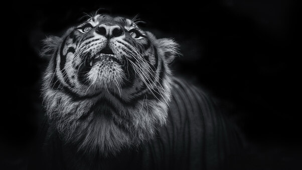 Tiger Monochrome 5k Wallpaper