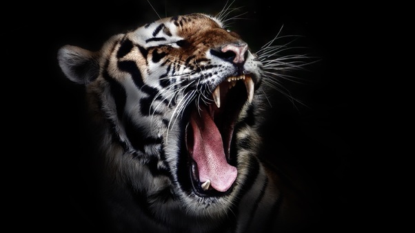 Tiger Open Mouth Wallpaper