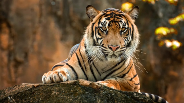 Tiger Paws 4k Wallpaper