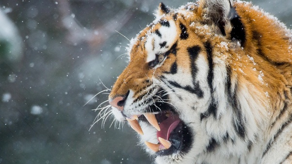 Tiger Roar Teeth Wallpaper