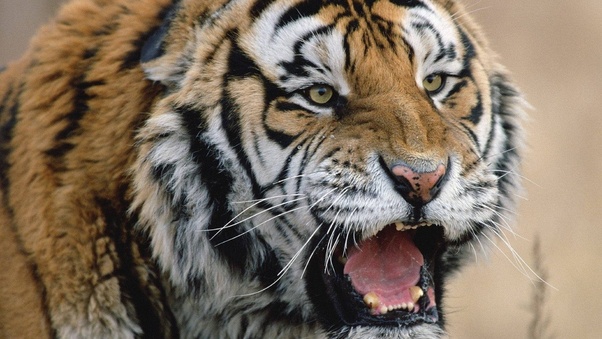 Tiger Roaring Wallpaper