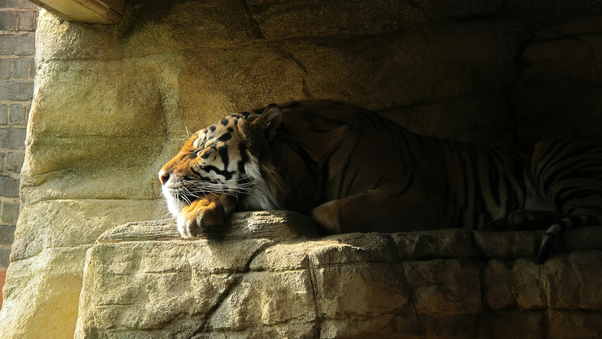 Tiger Sleeping Closed Eyes 5k Wallpaper