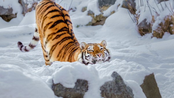 Tiger Snow Wallpaper
