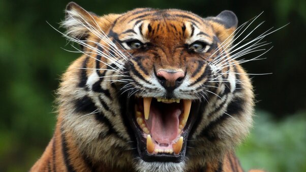 Tiger Teeths Wallpaper