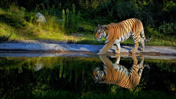 Tiger Walking On The Pond Way Wallpaper
