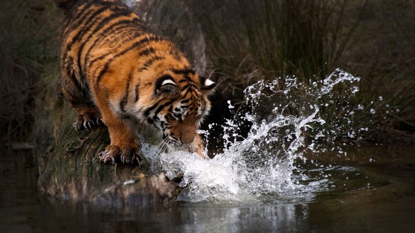 Tiger Water 4k Wallpaper